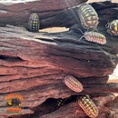 Malaysian Driftwood | Natural Hardwood Decor for Isopods, Reptiles & Terrariums