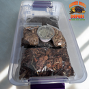 Bioactive Isopod Soil Starter Kit (w/o isopods)