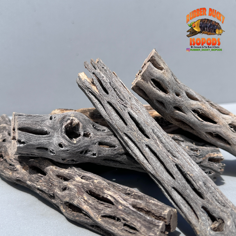 Cholla Wood – Natural Hides for Isopods, Reptiles & Bioactive Setups
