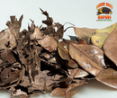 Mixed Leaf Litter | Magnolia & Pin Oak Blend (1 or 2 Gallons)