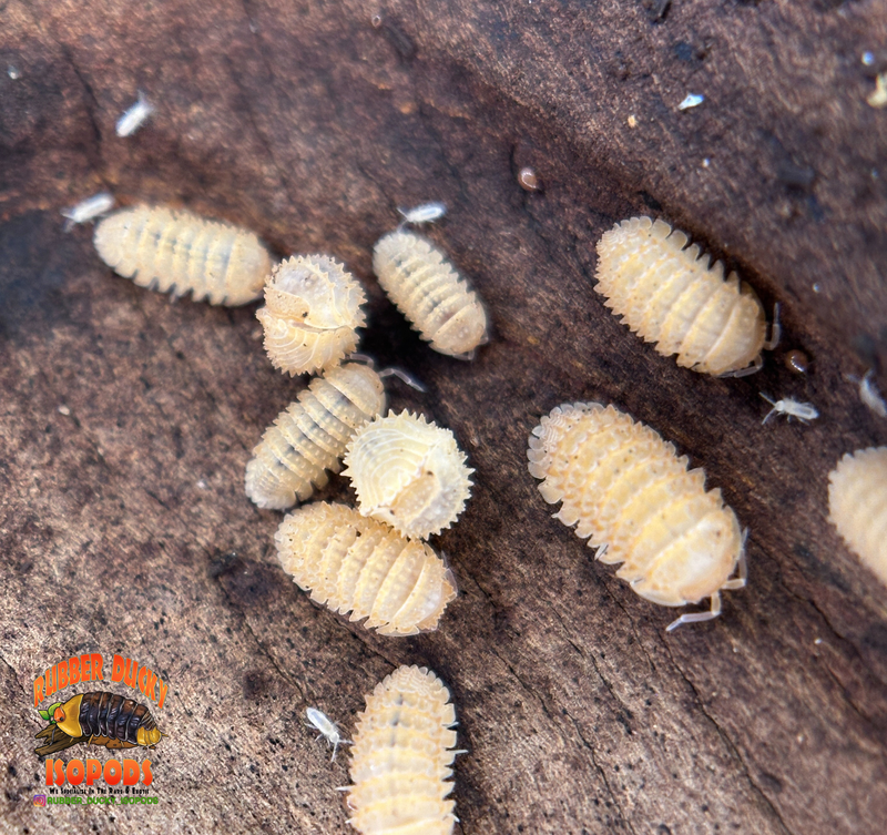 "Pineapple" Isopods (Cristarmadillidium muricatum) – Adult Dwarf Isopod Colony for Bioactive Terrariums
