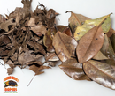 Mixed Leaf Litter | Magnolia & Pin Oak Blend (1 or 2 Gallons)