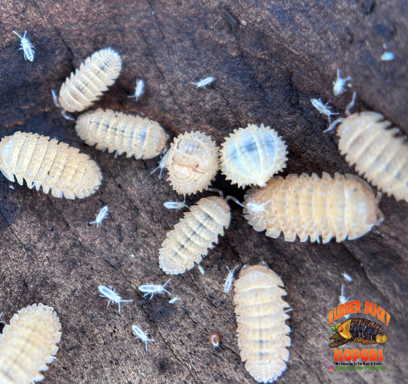 "Pineapple" Isopods (Cristarmadillidium muricatum) – Adult Dwarf Isopod Colony for Bioactive Terrariums