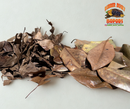 Mixed Leaf Litter | Magnolia & Pin Oak Blend (1 or 2 Gallons)