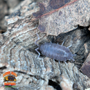 "Powder Blue" Isopods (Porcellionides pruinosus) – Adults Only – Fast-Breeding Cleanup Crew for Bioactive Terrariums