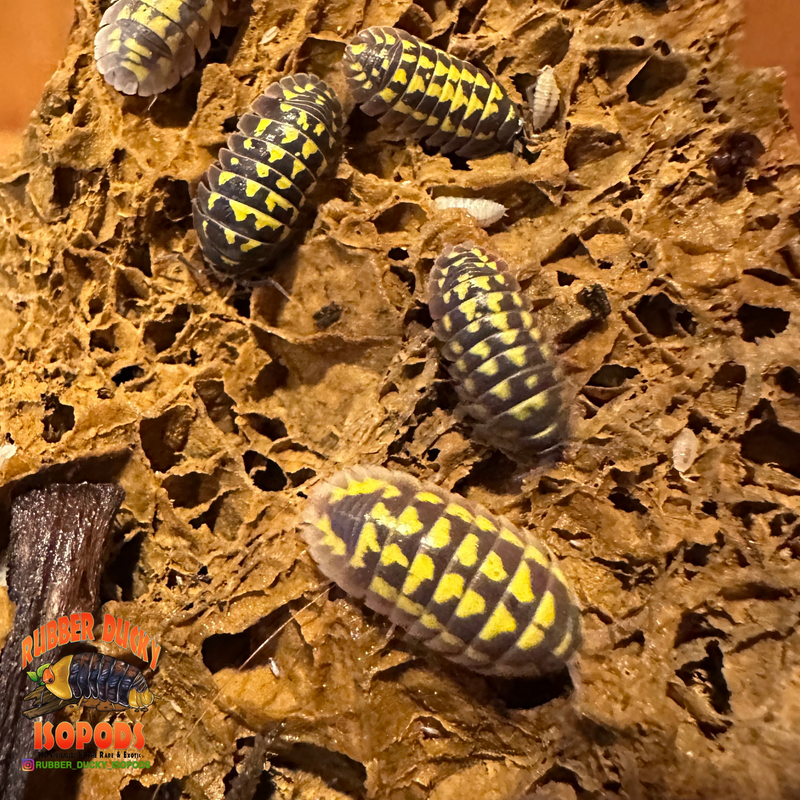 Maple Leaf Stone | Inert Natural Hardscape for Bioactive Terrariums & Aquariums