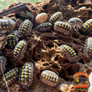 Maple Leaf Stone | Inert Natural Hardscape for Bioactive Terrariums & Aquariums