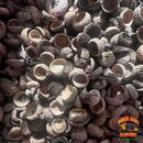 Acorn Caps | Natural Hides & Decor for Isopods, Springtails & Bioactive Setups