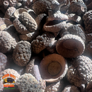 Acorn Caps | Natural Hides & Decor for Isopods, Springtails & Bioactive Setups