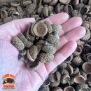 Acorn Caps | Natural Hides & Decor for Isopods, Springtails & Bioactive Setups