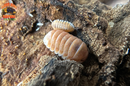 "Citrus" Orange Designer Isopods (Cubaris sp) ULTRA RARE 6 Count