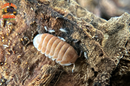 "Citrus" Orange Designer Isopods (Cubaris sp) ULTRA RARE 6 Count