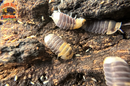 "Emperor Bee" Designer Isopods (Cubaris sp) ULTRA RARE 6 Count