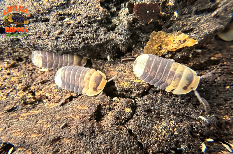 "Emperor Bee" Designer Isopods (Cubaris sp) ULTRA RARE 6 Count