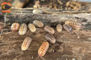 "Gem Mix" Isopods "Mediterranean Line" (Armadillidium vulgare) 10 Count