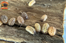 "Gem Mix" Isopods "Mediterranean Line" (Armadillidium vulgare) 10 Count