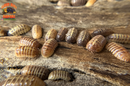 "Gem Mix" Isopods "Mediterranean Line" (Armadillidium vulgare) 10 Count