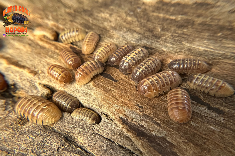 Care Guide- Armadillidium Vulgare – Isopod Factory Care Guide- Armadillidium Vulgare – Isopod Factory