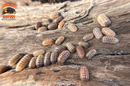 "Gem Mix" Isopods "Mediterranean Line" (Armadillidium vulgare) 10 Count