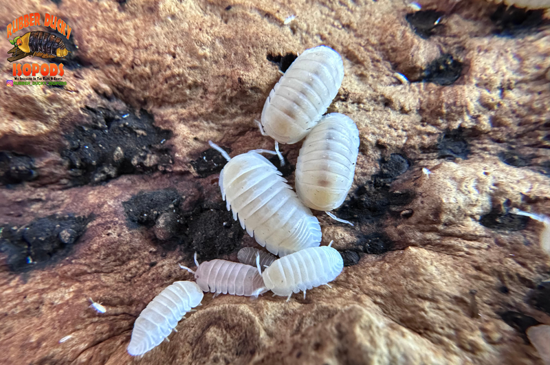 Glacier Bright White Isopods