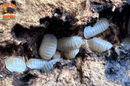 "Cubaris Glacier" Bright White Eyed Isopods (Cubaris murina) 10 Count