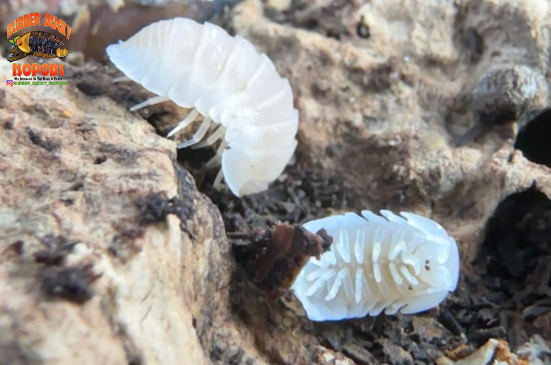 Underbelly of All White Isopod
