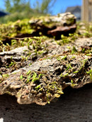 Mossy Bark — Natural Decor Meets Organic Snack