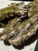 Mossy Bark — Natural Decor Meets Organic Snack
