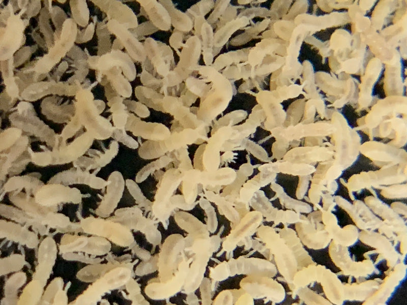 White Springtails (Folsomia candida or Collembola) — Live Bioactive Clean-Up Crew