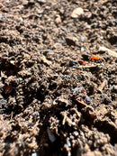 Close-up of MicroForest Lite 1.0 bioactive soil showing its dark, textured blend with natural organic pieces