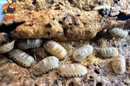 "Marbelized" Spanish Marble Isopods (Armadillidium c.f. espanyoli) 10