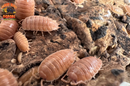 "Orange Dairy Cow" THE Perfect BioActive Isopod (Porcellio laevis)