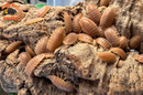 "Orange Dairy Cow" THE Perfect BioActive Isopod (Porcellio laevis)