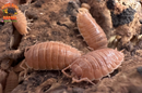 "Orange Dairy Cow" THE Perfect BioActive Isopod (Porcellio laevis)