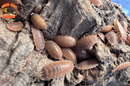 "Orange Dairy Cow" THE Perfect BioActive Isopod (Porcellio laevis)