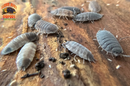 "Piebald" Cool Recessive Gene Isopods (Porcellio scaber) 10 Count