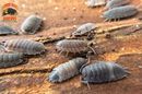 "Piebald" Cool Recessive Gene Isopods (Porcellio scaber) 10 Count