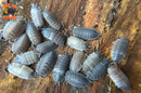 "Piebald" Cool Recessive Gene Isopods (Porcellio scaber) 10 Count
