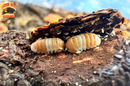 "Red Panda King" BRAND NEW Highly Desired Isopod (Cubaris sp) 10 Count