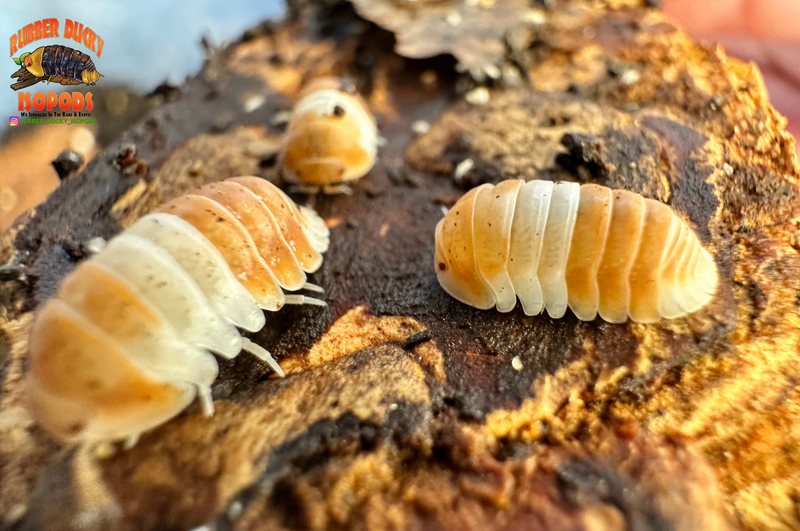 "Red Panda King" BRAND NEW Highly Desired Isopod (Cubaris sp) 10 Count