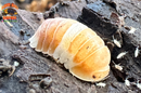 "Red Panda King" BRAND NEW Highly Desired Isopod (Cubaris sp) 10 Count
