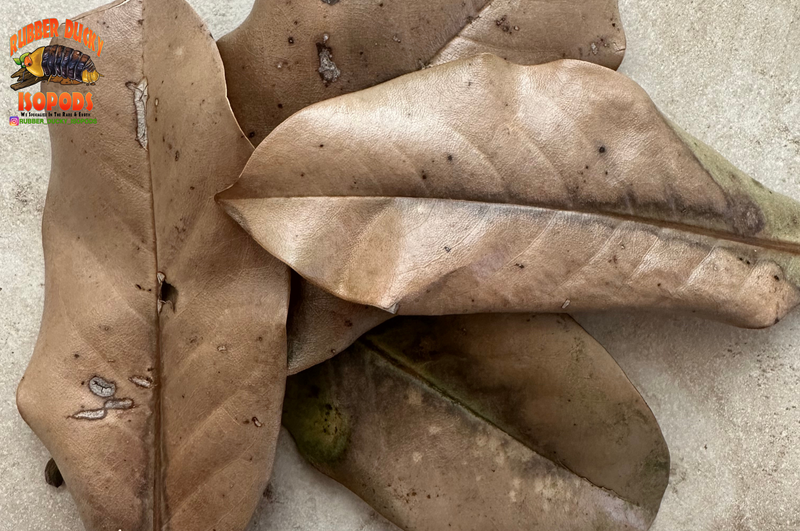Magnolia Organic Leaf Litter (Tennessee Mountains Elevation 5,512)