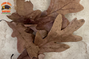 Pin Oak Organic Leaf Litter (Tennessee Mountains Elevation 5,512)