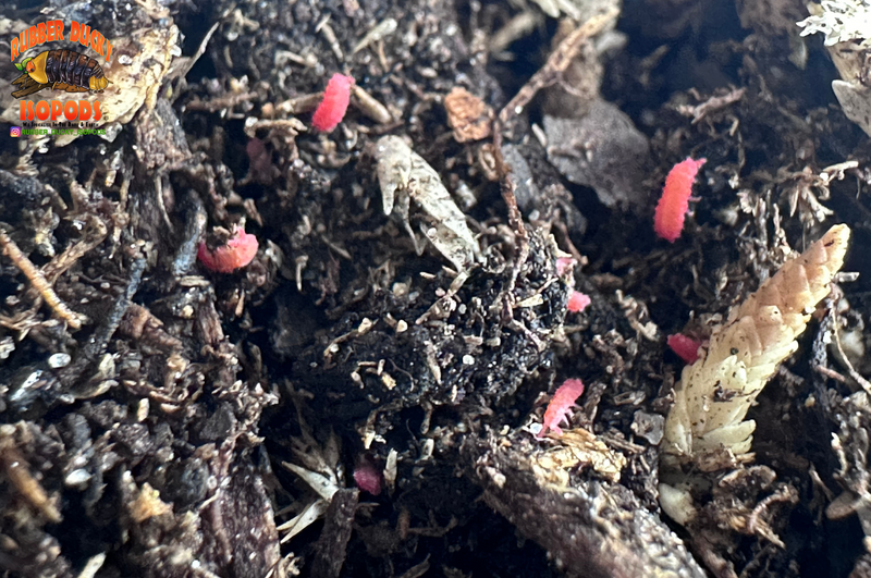 "Thai Red Springtails"  BRIGHT Red Designer Springtails (Lobella sp)