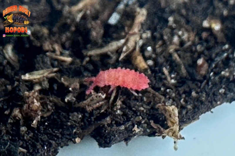 "Thai Red Springtails"  BRIGHT Red Designer Springtails (Lobella sp)