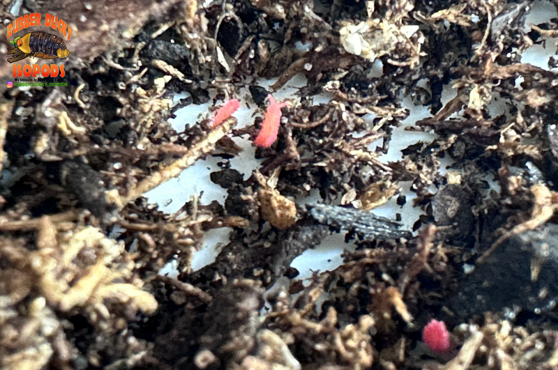 "Thai Red Springtails"  BRIGHT Red Designer Springtails (Lobella sp)