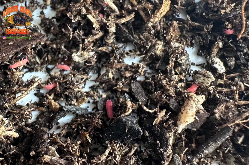 "Thai Red Springtails"  BRIGHT Red Designer Springtails (Lobella sp)