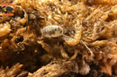 "Venezillo parvus" Dalmatian Dwarf Isopods (Venezillo parvus) 10 Count