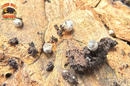 "Venezillo parvus" Dalmatian Dwarf Isopods (Venezillo parvus) 10 Count
