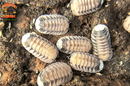 "White Tiger" Designer Isopods (Cubaris sp) ULTRA RARE 6 Count